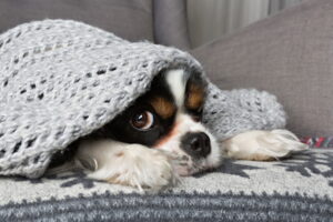 cute dog under the warm grey blanket
